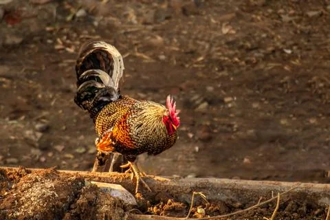 Gray Junglefowl on the field Foto stock