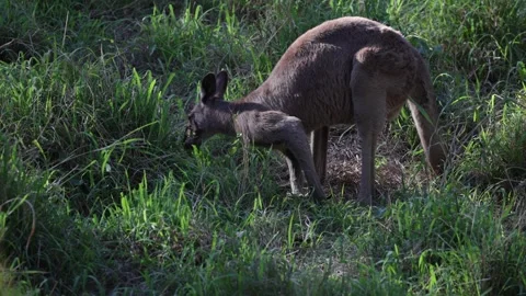 Gray Kangaroo feeding on high grass close up Stock Footage 288802416