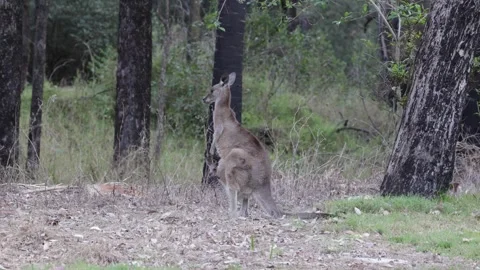 Gray Kangaroo female with joey in pouch look out into the bush close up Stock Footage 288802422