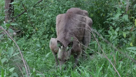 Gray Kangaroo grazing close up Stock Footage 287113447