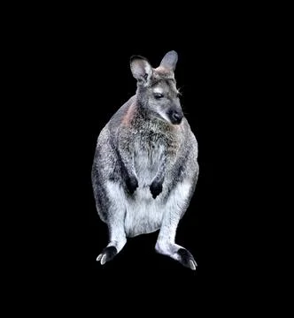Gray Kangaroo isolated on black background Foto stock