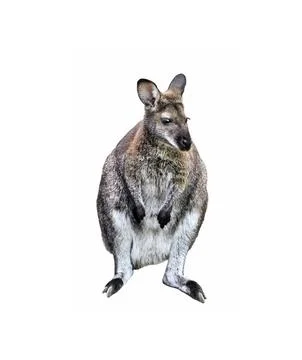 Gray kangaroo isolated on a white background Stock Photos