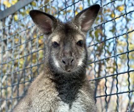 Gray kangaroo isolated on a white Stock Photos