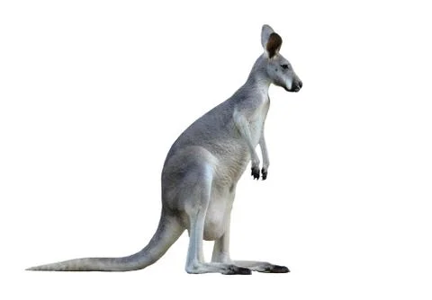 Gray kangaroo Stock Photos
