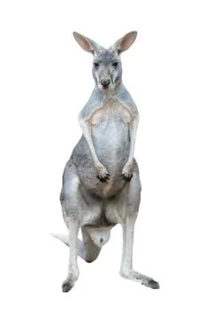 Gray kangaroo Foto stock