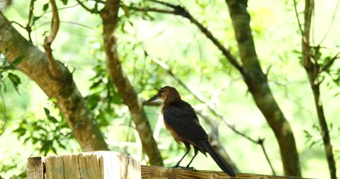 Gray Kingbird in florida close up Stock Footage 246014480