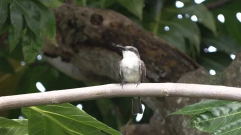 Gray kingbird perched on branch of a breadfruit tree Video stock 252987391