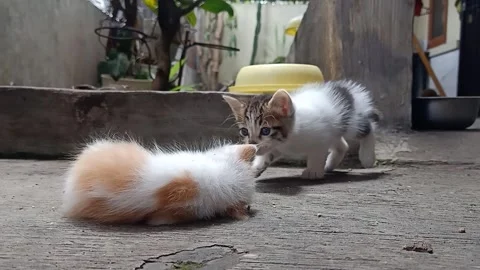 Gray Kitten Approaching Orange Kitten Rolling on Yard Floor Playing Video stock 330174248