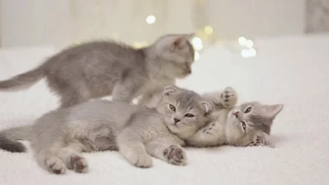 Gray kitten on the background of christmas bokeh Video stock 249014699