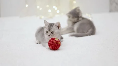 Gray kitten on the background of christmas bokeh Stock Footage 249014727