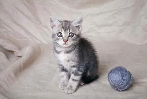 Gray kitten with ball Stock Photos