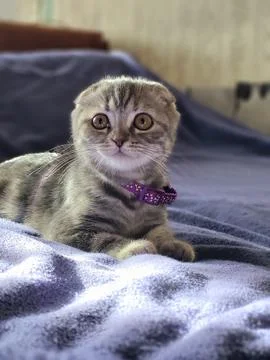 Gray kitten on bed with expressive look Stock Photos