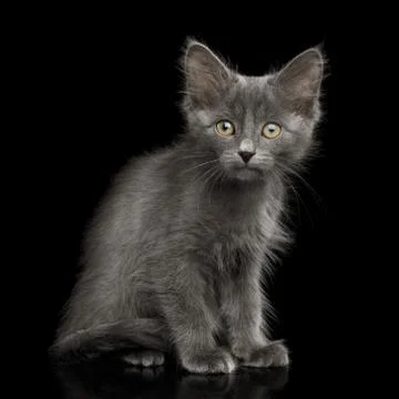 Gray Kitten on Black Background Stock Photos