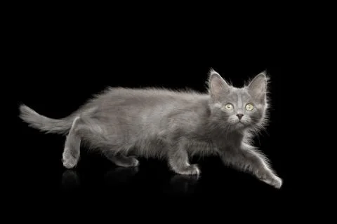 Gray Kitten on Black Background Stock Photos