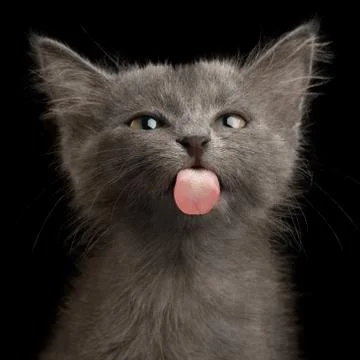 Gray Kitten on Black Background Fotos de archivo