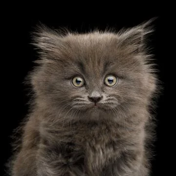 Gray Kitten on Black Background Stock Photos