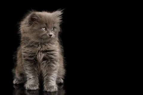 Gray Kitten on Black Background Stock Photos
