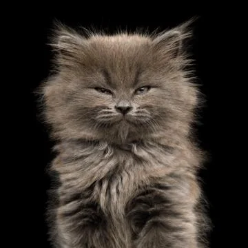 Gray Kitten on Black Background Stock Photos