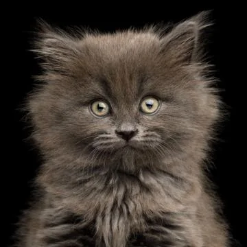 Gray Kitten on Black Background 写真素材