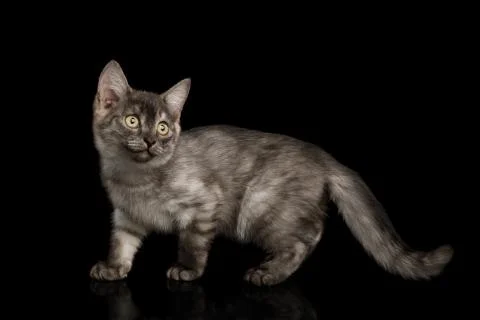 Gray Kitten on Black Background Stock Photos
