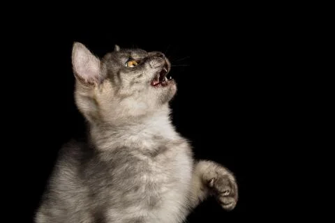 Gray Kitten on Black Background Stock Photos