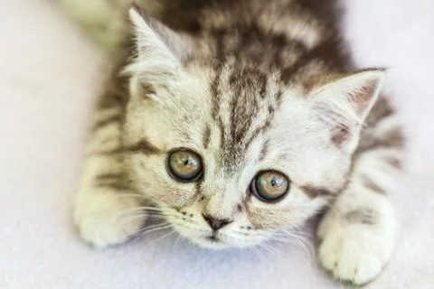 Gray kitten on a blanket. Stock Photos