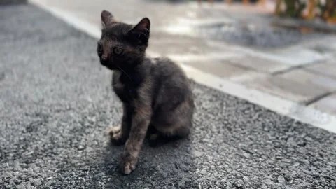 Gray kitten with bright eyes sitting on screen Stock Footage 314098325