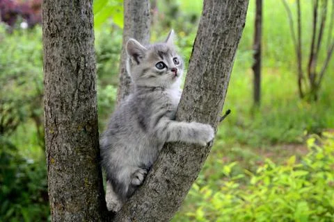 Gray kitten climbs a tree. Stock Photos