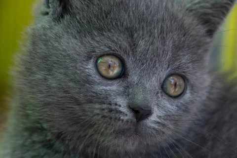 Gray kitten close up. Foto stock