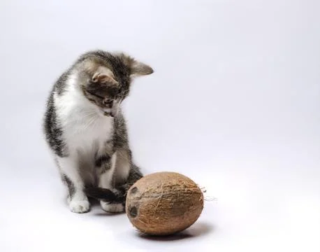 Gray kitten with coconut on a light background Foto stock