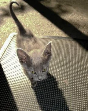 Gray kitten comes into the house Foto stock