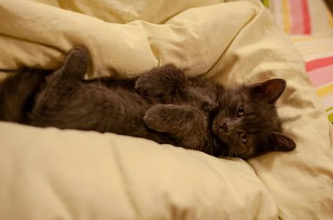A gray kitten on a cream colored bedding Stock Photos