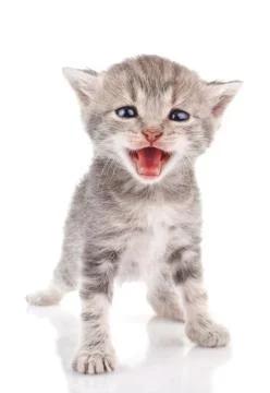 Gray kitten crying Stock Photos
