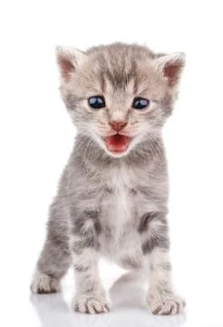 Gray kitten crying Stock Photos