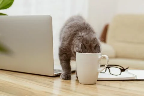 A gray kitten drinks from a mug while sitting at a table next to a laptop. A Stock Photos