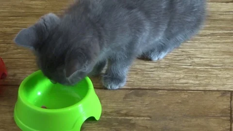 Gray kitten eating meat from a green bowl. Stock Footage 101968139
