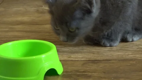 Gray kitten eating meat from a green bowl. Stock Footage 101968253
