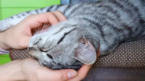 A gray kitten enjoys a caress. The kitten is lying down and the woman's hands Stock Footage 304877508