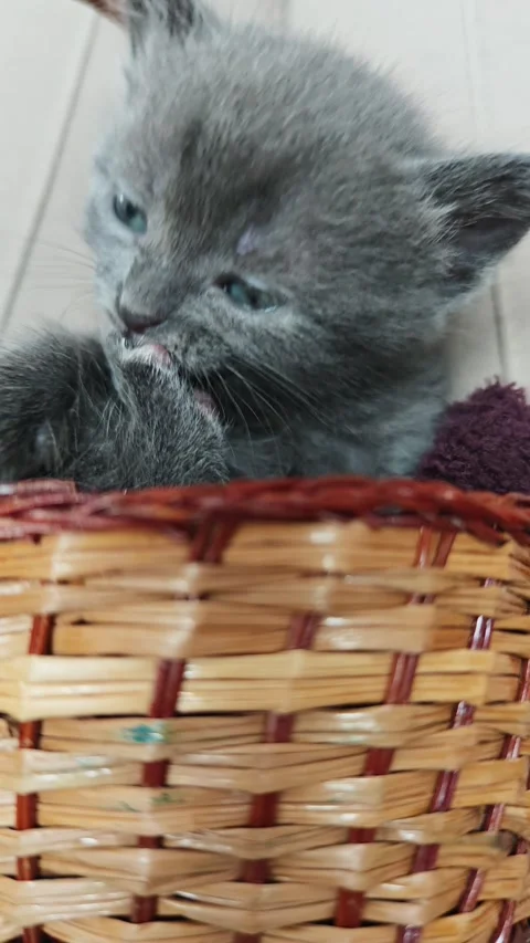 Gray Kitten Grooming Itself in Small Wicker Basket, Close-Up, 4K Stock Footage 339484032