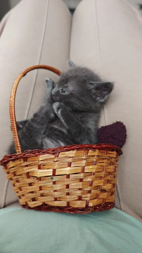 Gray Kitten Grooming Itself in Small Wicker Basket, Close-Up, 4K Stock Footage 339497676