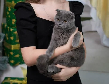 Gray Kitten in Hands. Tiny paws and trusting eyes Stock Photos