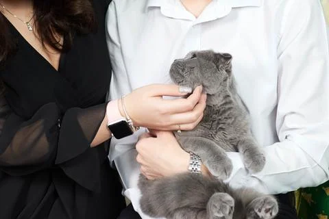 Gray Kitten in Hands. Tiny paws and trusting eyes Stock Photos