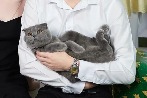 Gray Kitten in Hands. Tiny paws and trusting eyes Stock Photos