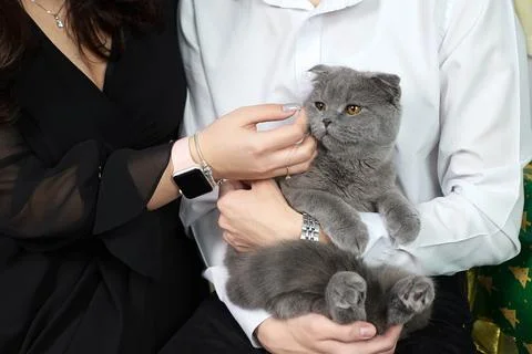 Gray Kitten in Hands. Tiny paws and trusting eyes Stock Photos