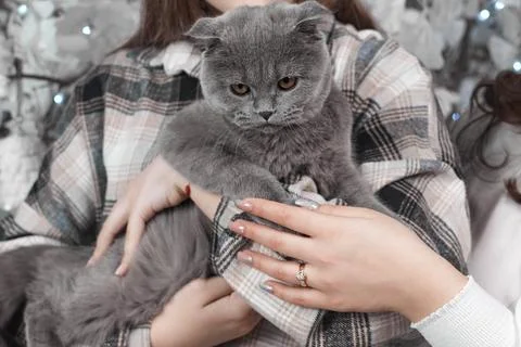 Gray Kitten in Hands. Tiny paws and trusting eyes Stock Photos