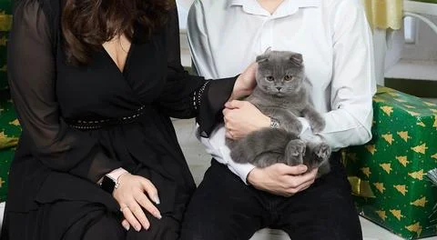 Gray Kitten in Hands. Tiny paws and trusting eyes Stock Photos