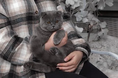 Gray Kitten in Hands. Tiny paws and trusting eyes Stock Photos