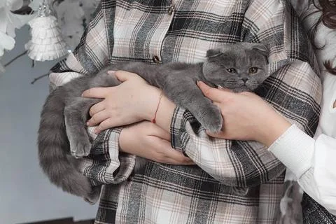 Gray Kitten in Hands. Tiny paws and trusting eyes Stock Photos