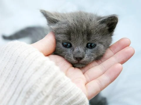 Gray kitten in her hand Stock Photos