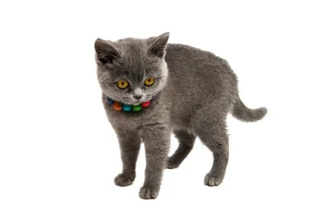 Gray kitten isolated Stock Photos